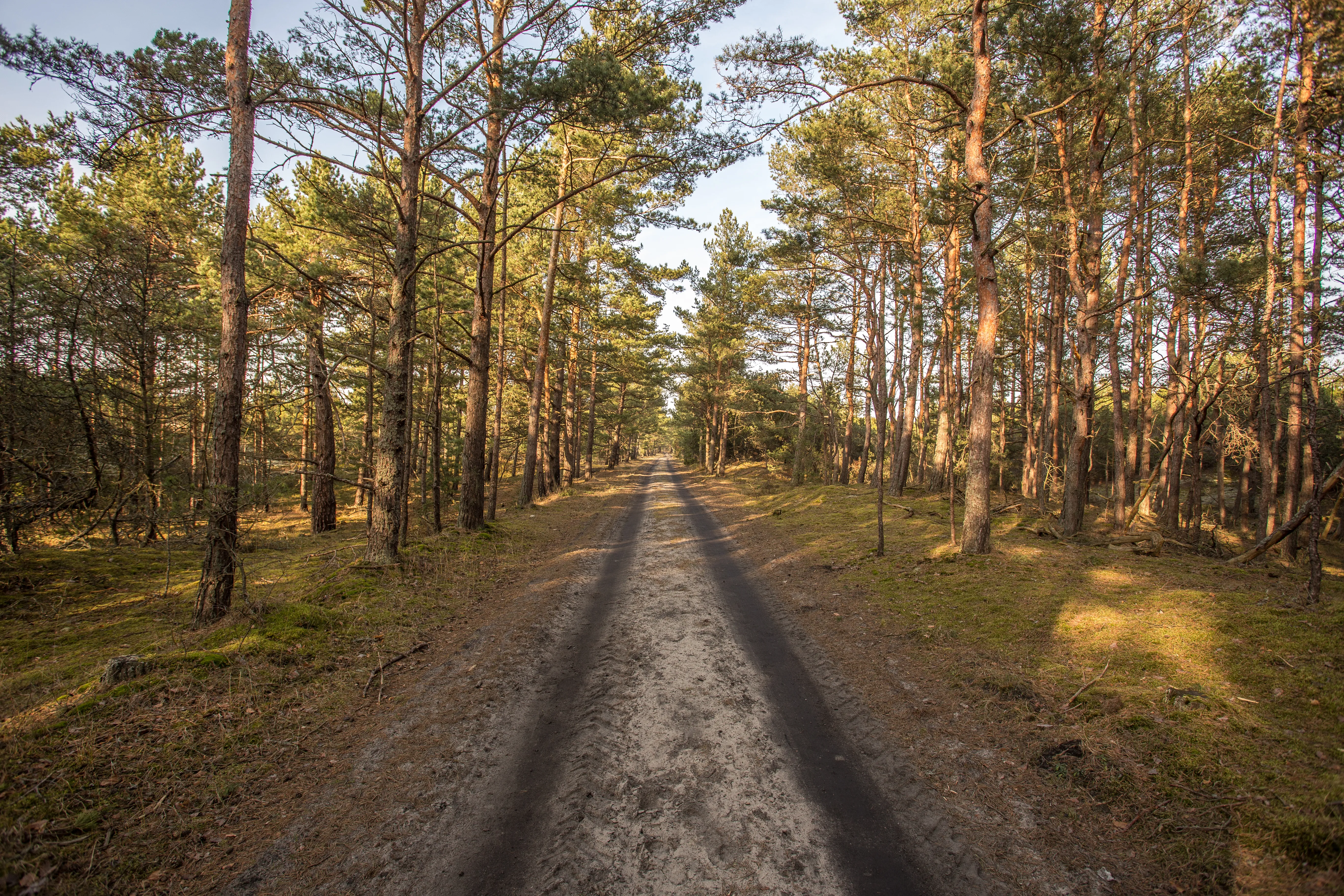 Orman Yolu Etüt Projesi